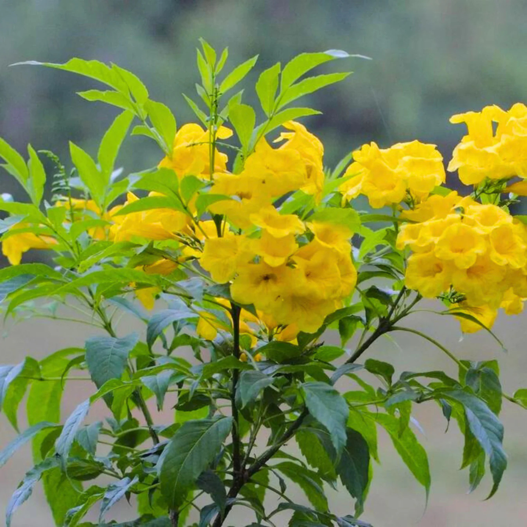 Dwarf Thanka Arali All Time Flowering Live Plant