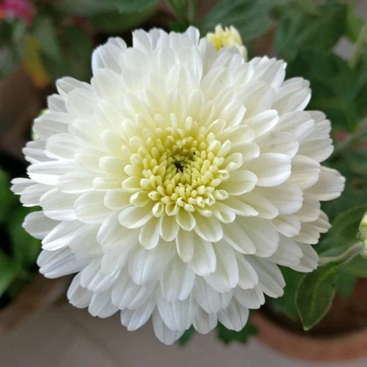Dwarf White Chrysanthemum Flowering Live Plant