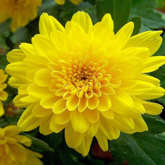 Dwarf Yellow Chrysanthemum Flowering Live Plant