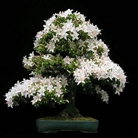 Dwarf kamini /Muraya Bonsai Tree Live Plant