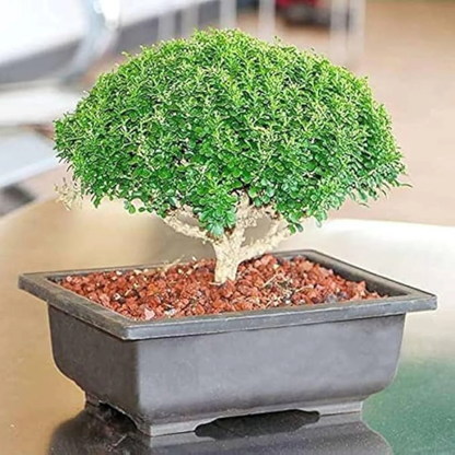 Dwarf kamini /Muraya Bonsai Tree Live Plant