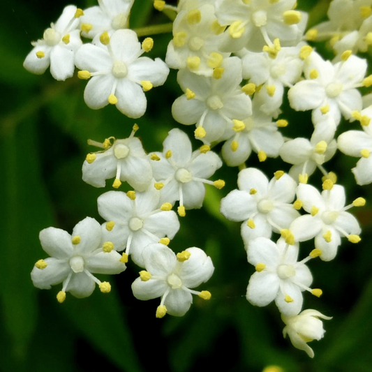 Elderberry (Sambucus nigra) Rare Fruit/Flowering Live Plant