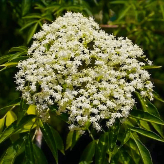 Elderberry (Sambucus nigra) Rare Fruit/Flowering Live Plant