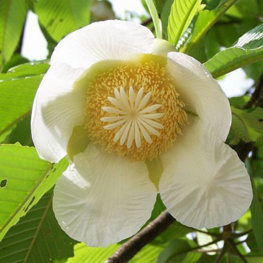 Elephant Apple Tree (Dillenia indica) Live Plant