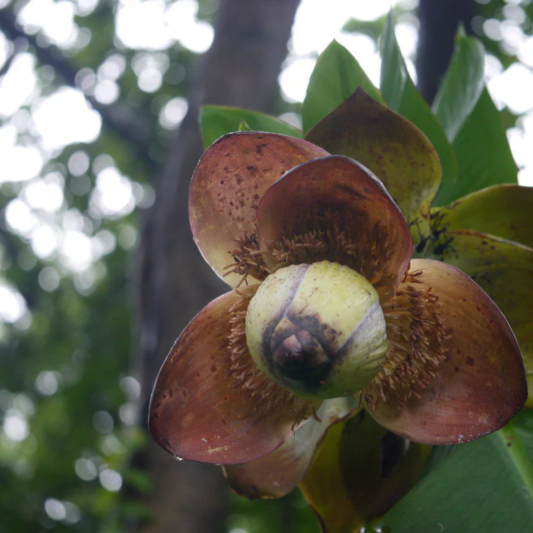 Ensette superbum (Kalluvazha) Rare Fruit Live Plant