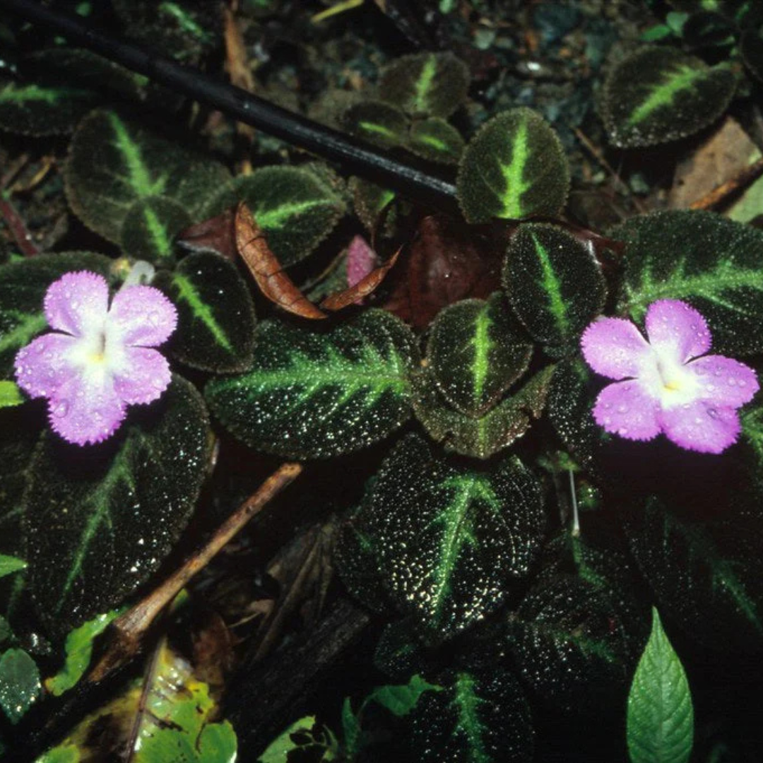 Episcia Blue Heaven (Hanging) All Time Flowering Live Plant