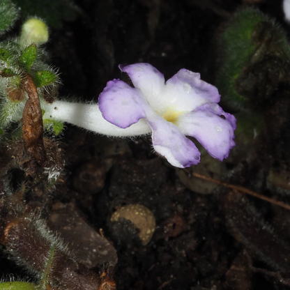 Episcia Blue Heaven (Hanging) All Time Flowering Live Plant