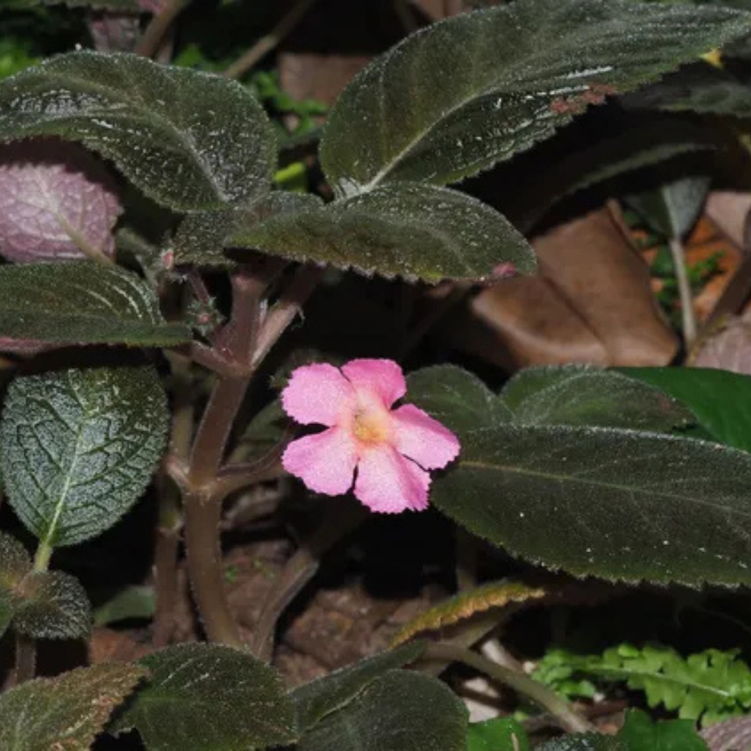 Episcia Cupreata Black Leaf with Pink Flower (Hanging) All Time Flowering Live Plant
