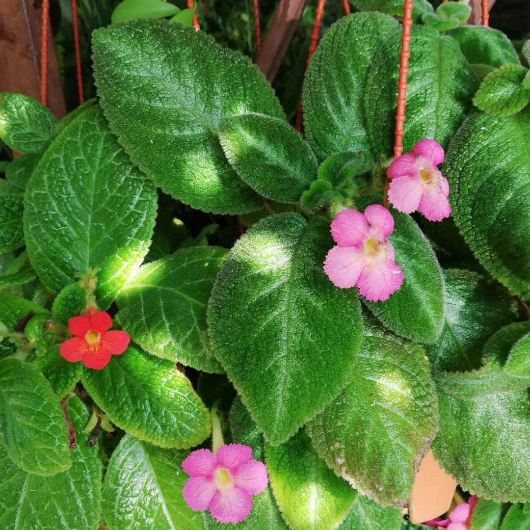 Episcia Cupreata Green Leaf with Pink Flower (Hanging) All Time Flowering Live Plant