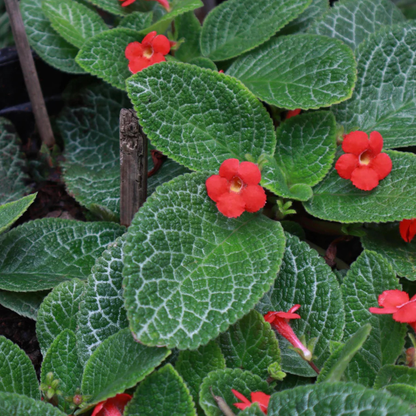 Episcia Cupreata Red (Hanging) All Time Flowering Live Plant