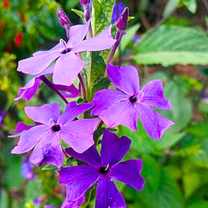 Eranthemum wattii Rare Exotic Live Plant