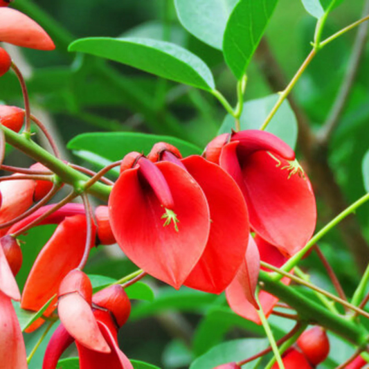 Cockspur Coral Tree (Erythrina crista-galli) Rare Flowering Live Plant