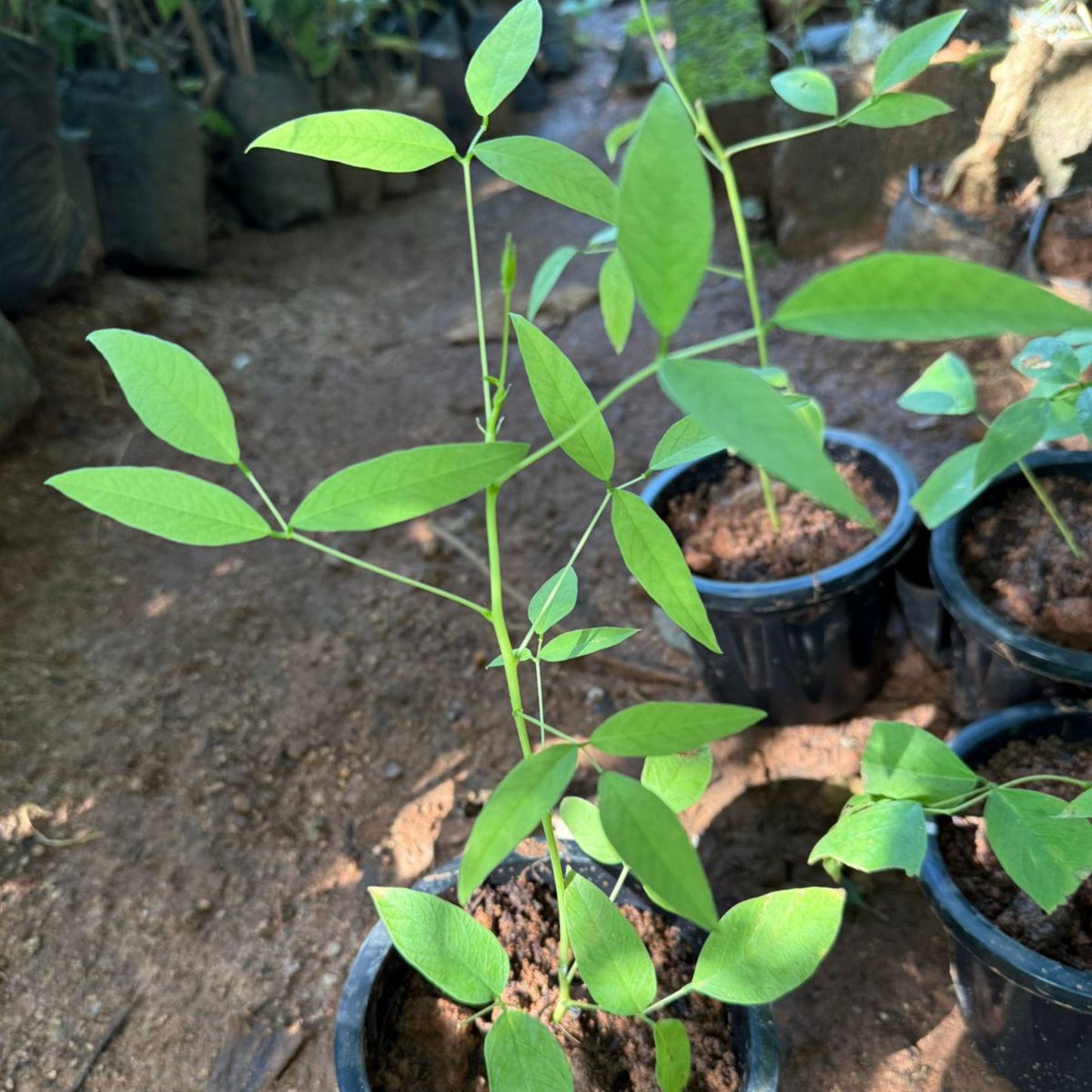Cockspur Coral Tree (Erythrina crista-galli) Rare Flowering Live Plant