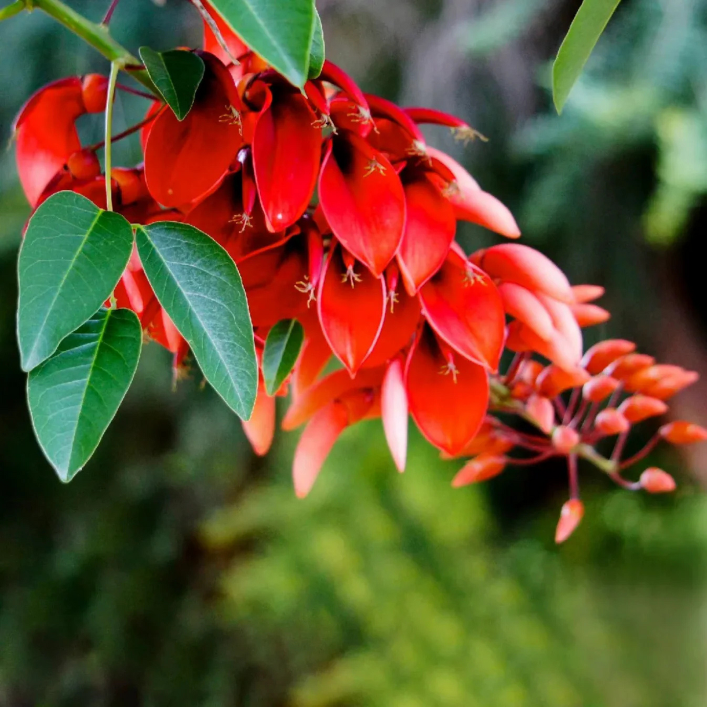 Cockspur Coral Tree (Erythrina crista-galli) Rare Flowering Live Plant