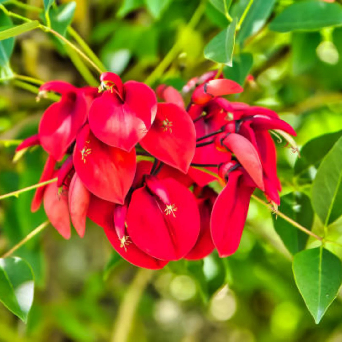 Cockspur Coral Tree (Erythrina crista-galli) Rare Flowering Live Plant