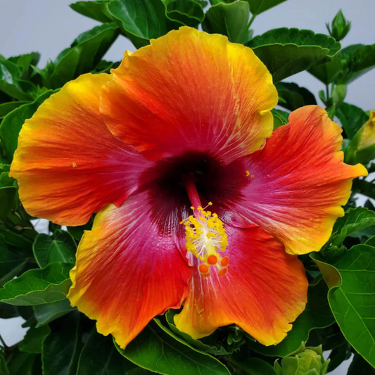 Fiesta Hibiscus All Time Flowering Live Plant
