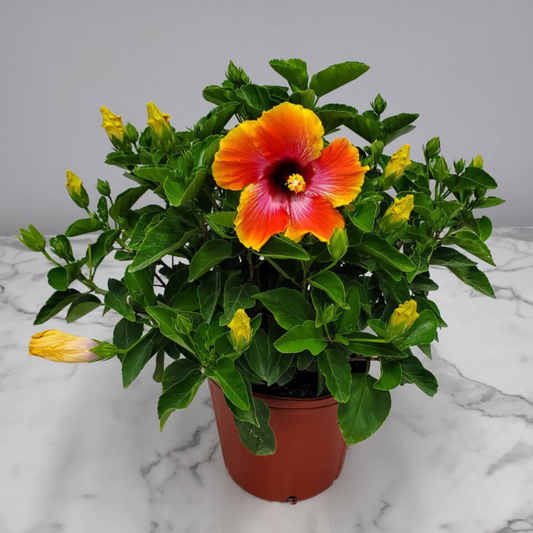 Fiesta Hibiscus All Time Flowering Live Plant