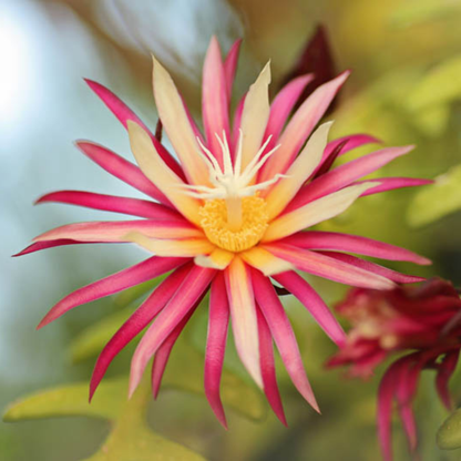 Fish Bone Cactus (Selenicereus anthonyanus) Live Plant