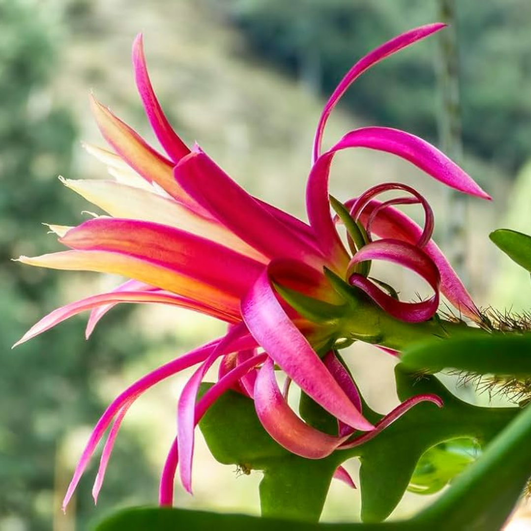 Fish Bone Cactus (Selenicereus anthonyanus) Live Plant