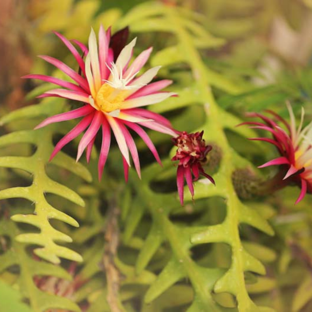 Fish Bone Cactus (Selenicereus anthonyanus) Live Plant