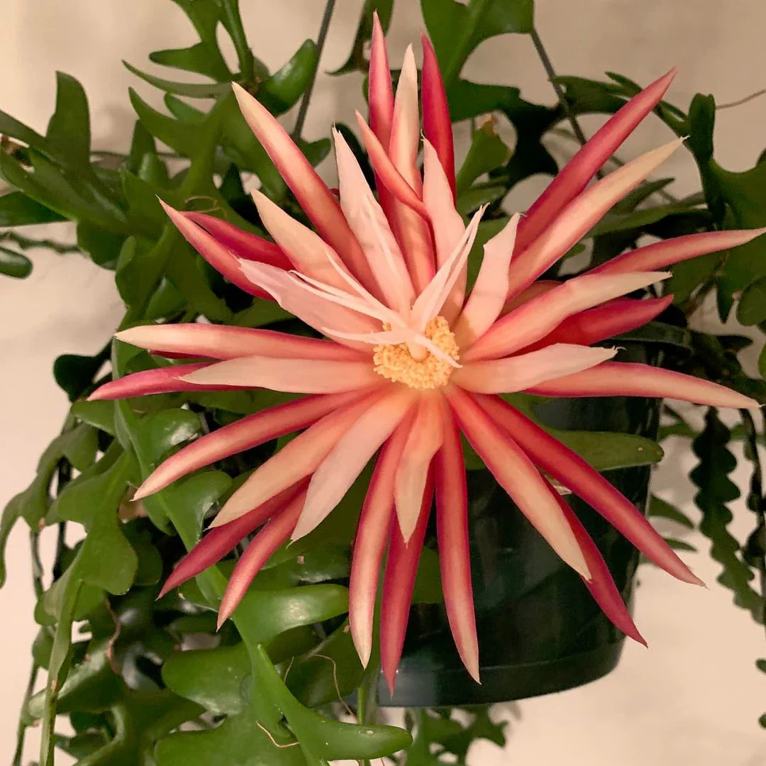 Fish Bone Cactus (Selenicereus anthonyanus) Live Plant