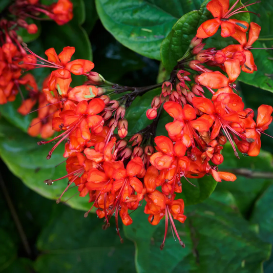 Flaming Glorybower (Clerodendrum splendens) Live Plant