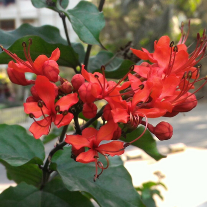 Flaming Glorybower (Clerodendrum splendens) Live Plant