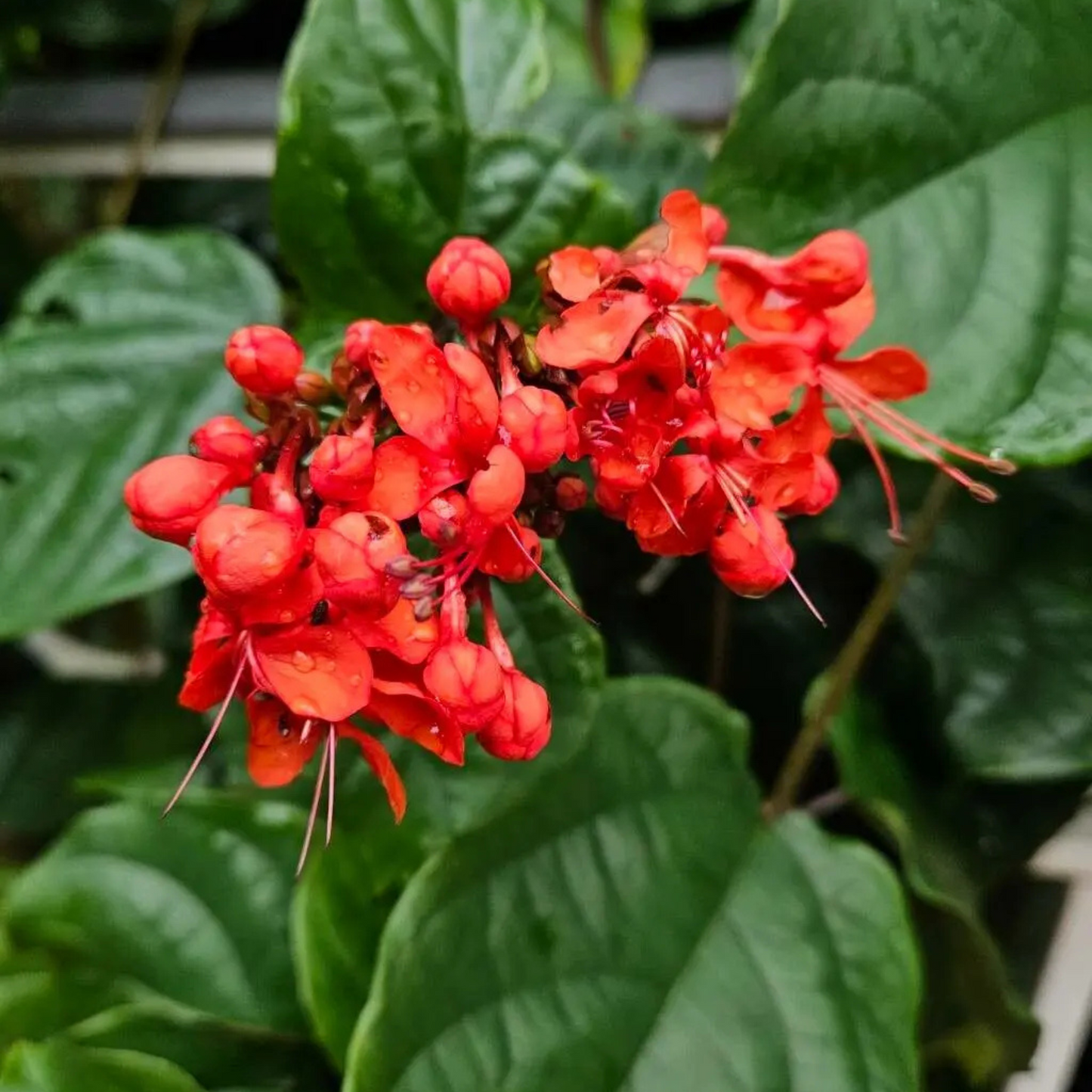 Flaming Glorybower (Clerodendrum splendens) Live Plant