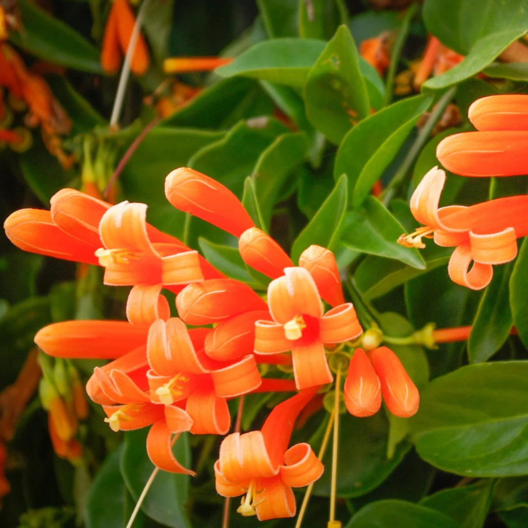 Flaming Trumpet Vine (Pyrostegia Venusta) Creeper/Climber Flowering Live Plant
