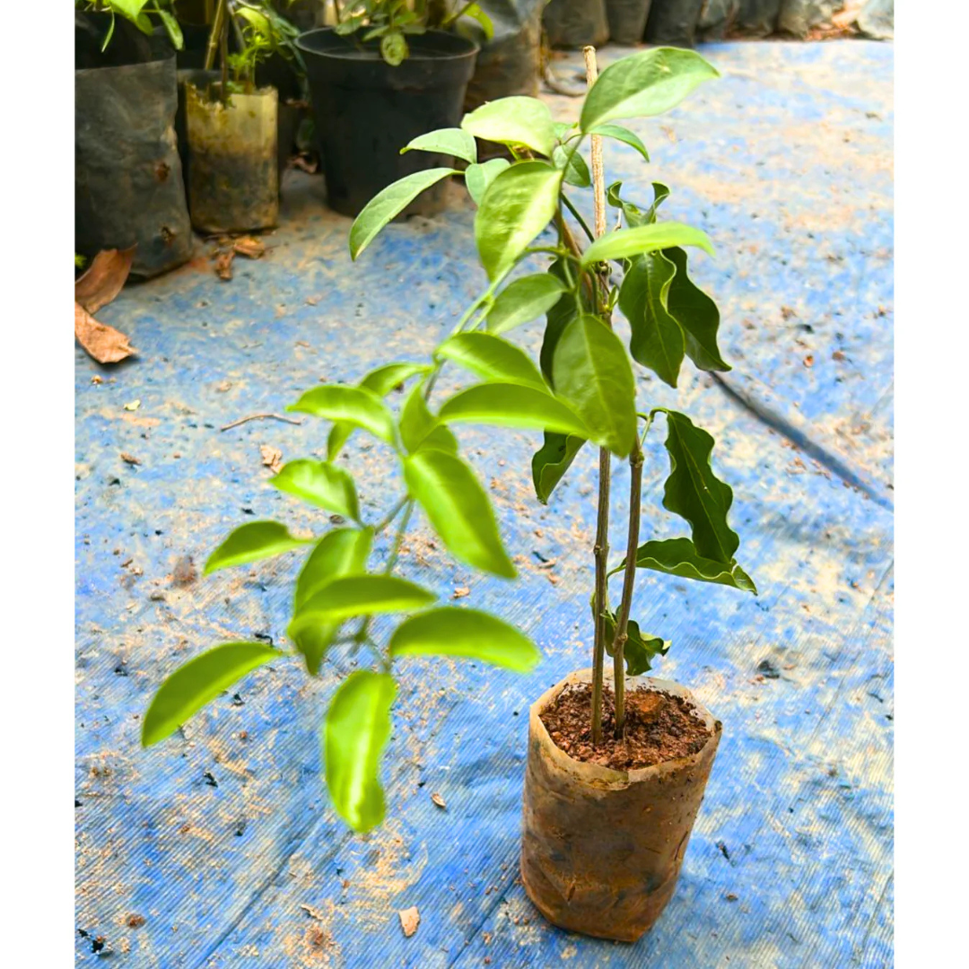 Flaming Trumpet Vine (Pyrostegia Venusta) Creeper/Climber Flowering Live Plant