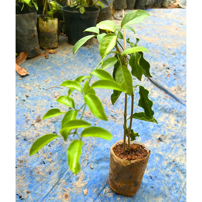 Flaming Trumpet Vine (Pyrostegia Venusta) Creeper/Climber Flowering Live Plant