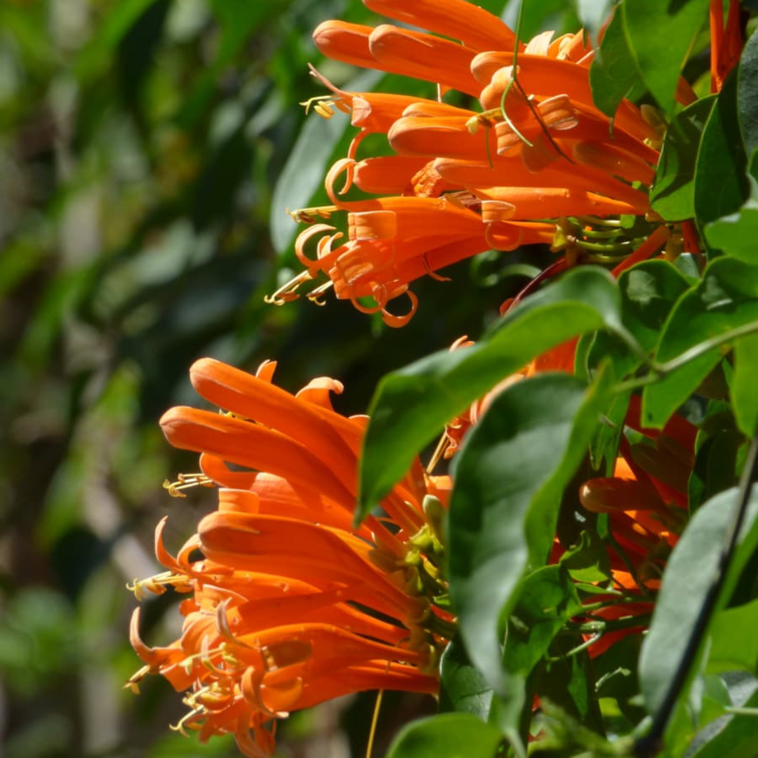 Flaming Trumpet Vine (Pyrostegia Venusta) Creeper/Climber Flowering Live Plant