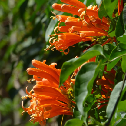Flaming Trumpet Vine (Pyrostegia Venusta) Creeper/Climber Flowering Live Plant