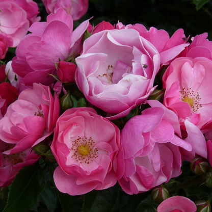Fragrant Angela Climbing Rose Live Plant