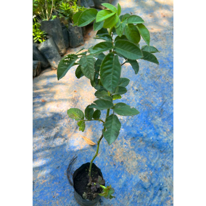 Fragrant Angela Climbing Rose Live Plant