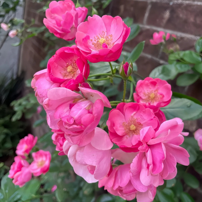Fragrant Angela Climbing Rose Live Plant