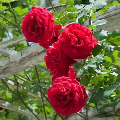 Fragrant Don Juan Red Creeper/Climber Rose Rare Live Plant