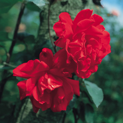 Fragrant Don Juan Red Creeper/Climber Rose Rare Live Plant