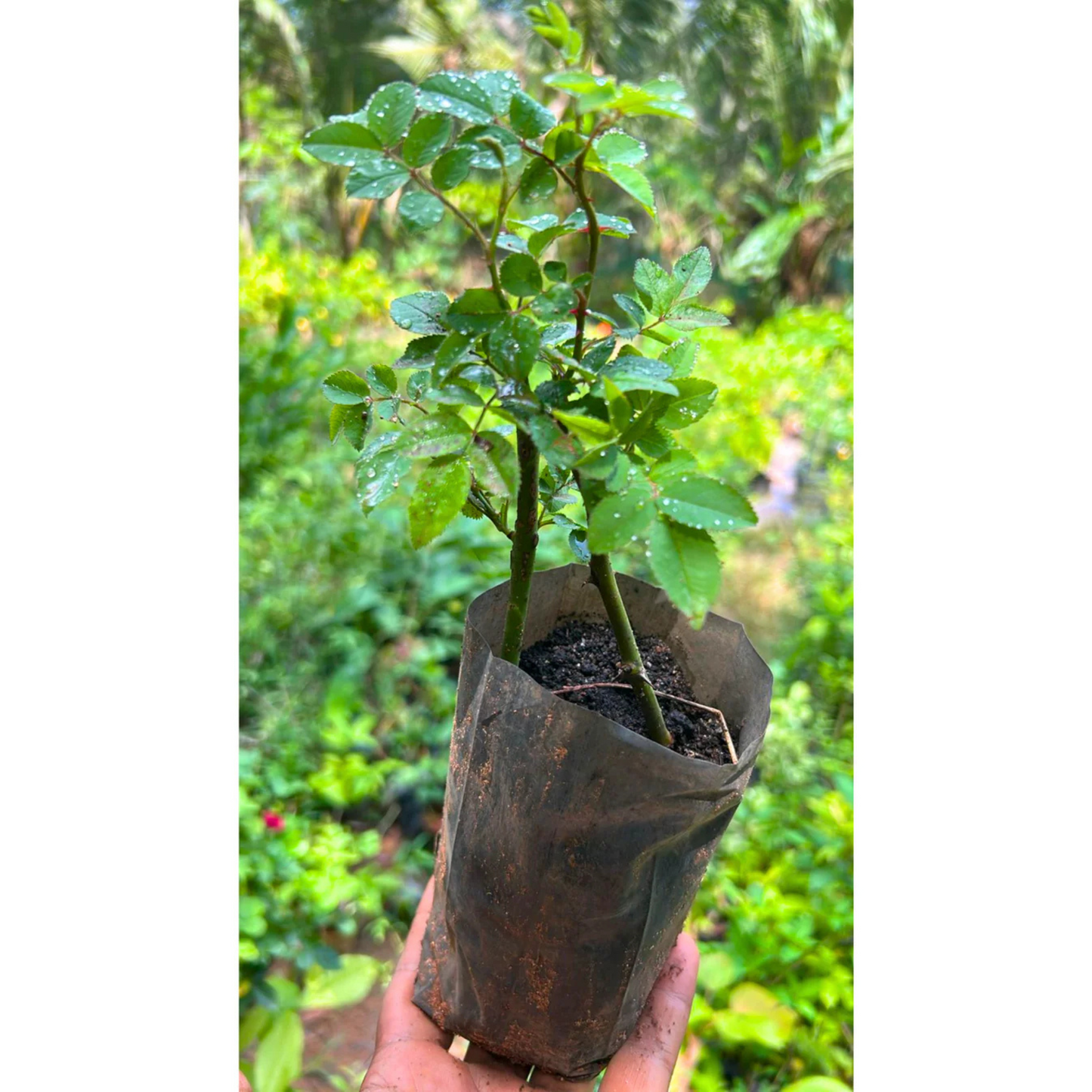 Fragrant Don Juan Red Creeper/Climber Rose Rare Live Plant