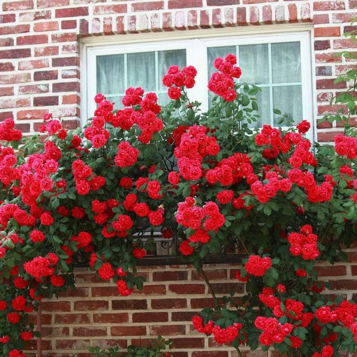 Fragrant Don Juan Red Creeper/Climber Rose Rare Live Plant