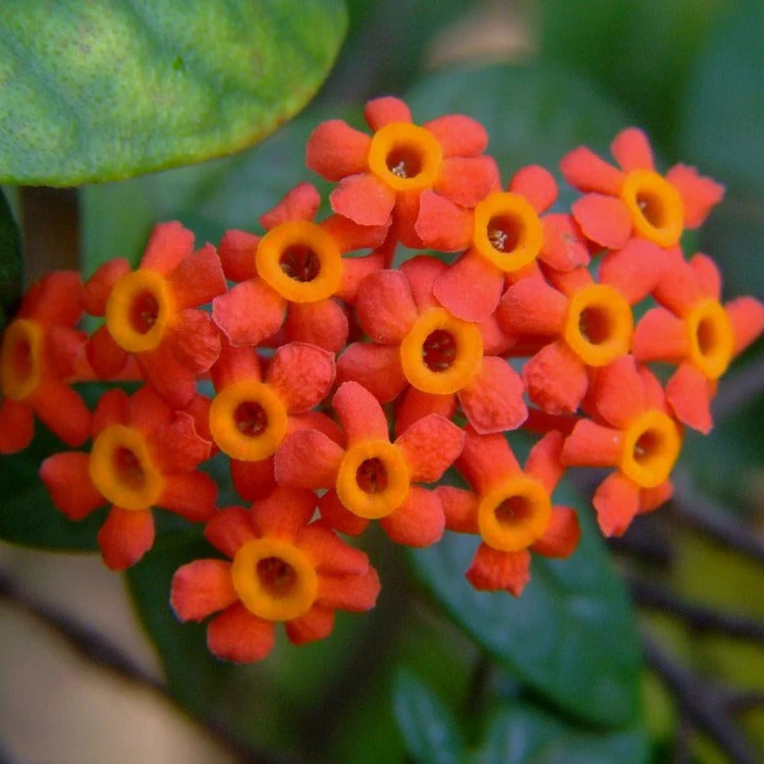 Fragrant Panama Rose (Rondeletia odorata) Live Plant – Tropical ...