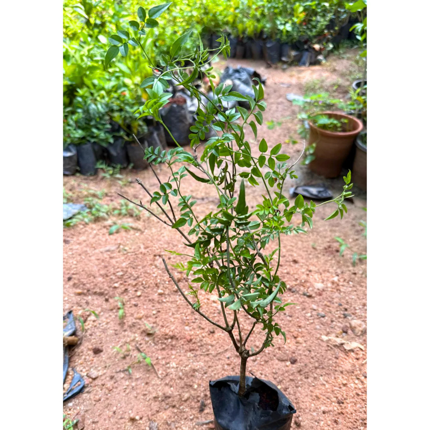 Fragrant Pink Jasmine (Jasminum polyanthum) Rare Live Plant