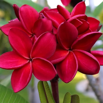 Frangipani (Plumeria rubra) Red All Time Flowering Live Plant