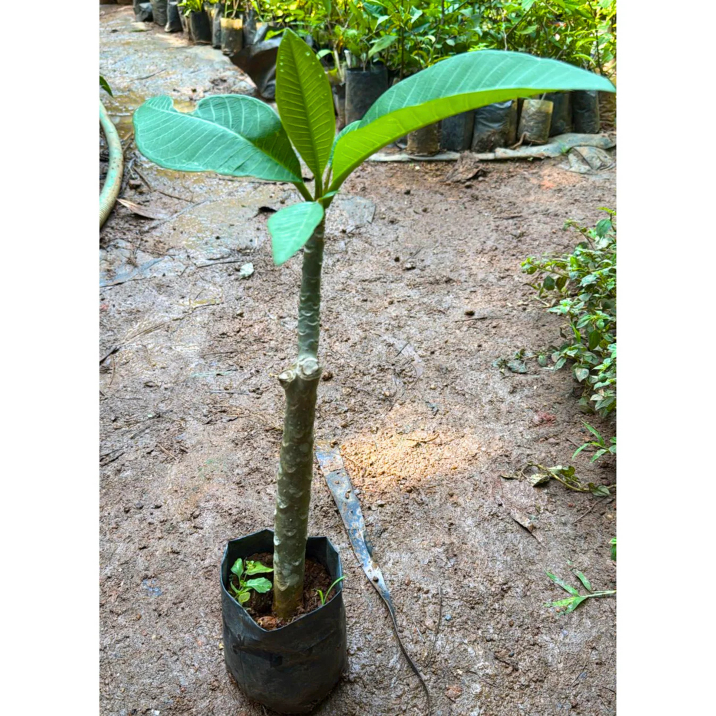 Frangipani (Plumeria rubra) Red All Time Flowering Live Plant
