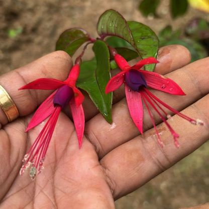 Fuchsia Desi Variety (Fuchsia magellanica) Rare All Time Flowering Live Plant