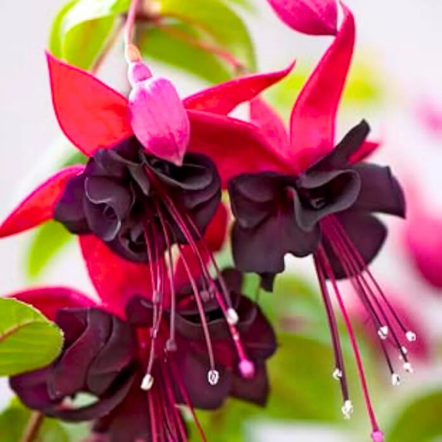 Fuchsia Magenta (Fuchsia magellanica) Rare All Time Flowering Live Plant