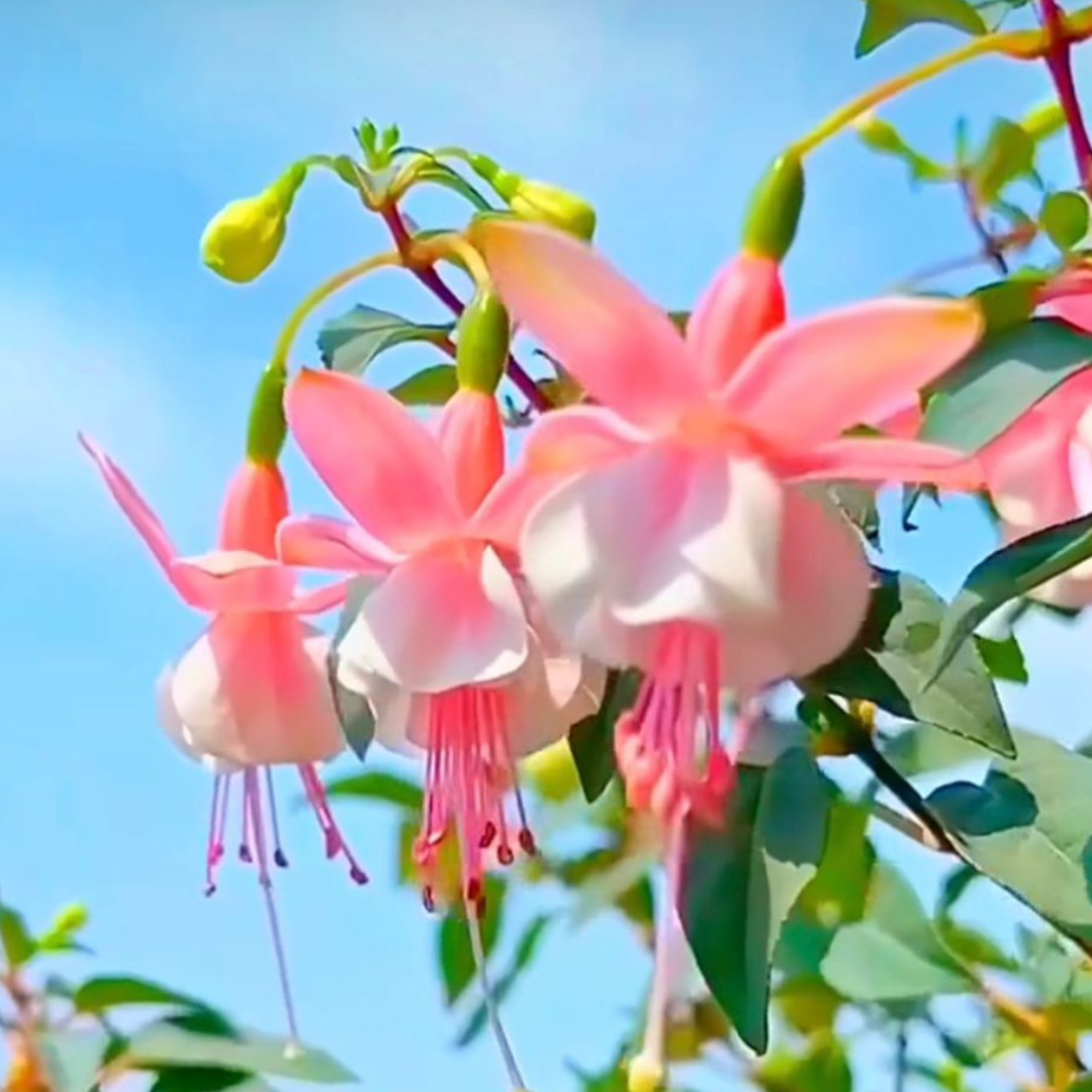 Fuchsia Pink (Fuchsia magellanica) Rare All Time Flowering Live Plant