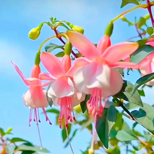 Fuchsia Pink (Fuchsia magellanica) Rare All Time Flowering Live Plant