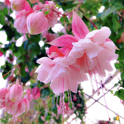 Fuchsia Pink (Fuchsia magellanica) Rare All Time Flowering Live Plant
