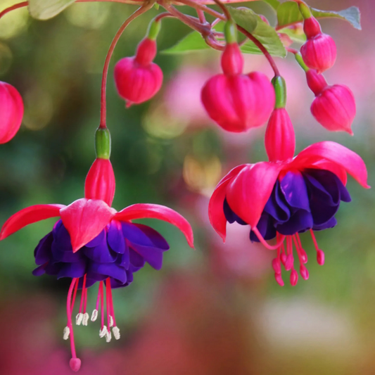 Fuchsia Purple (Fuchsia magellanica) Rare All Time Flowering Live Plant
